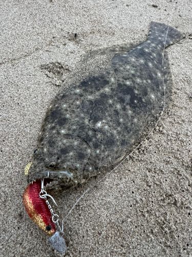 伊良湖サーフ