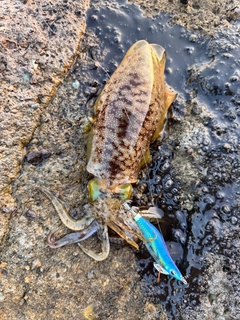 アオリイカの釣果