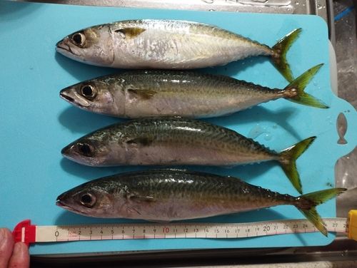 サバの釣果