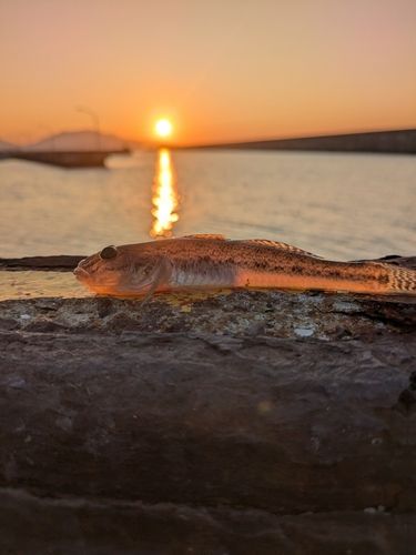 ハゼの釣果