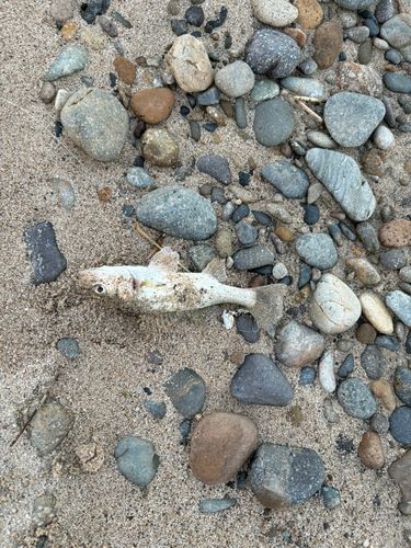 セイゴ（マルスズキ）の釣果