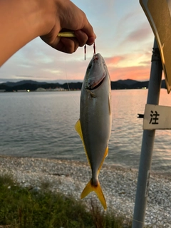 ツバスの釣果