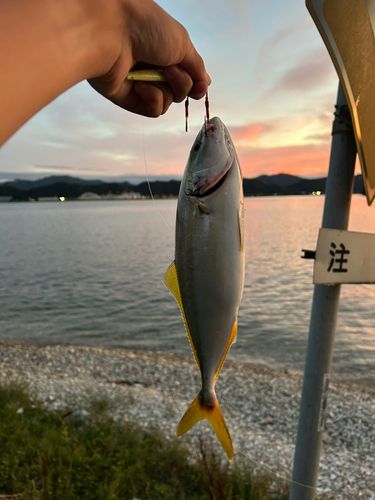舞鶴湾