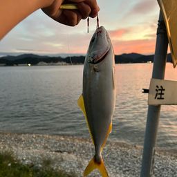 ツバス