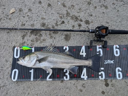 シーバスの釣果