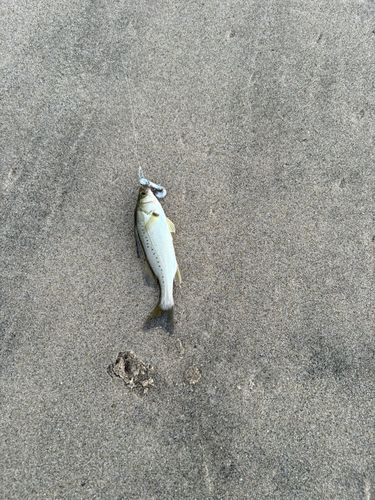 セイゴ（マルスズキ）の釣果