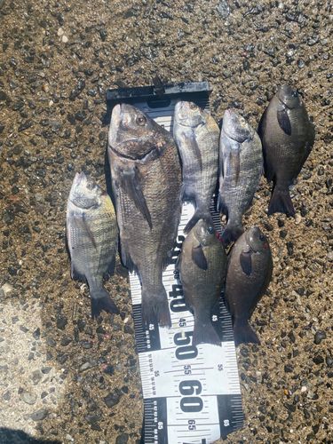 チヌの釣果