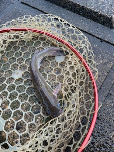 アメリカナマズの釣果