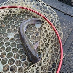 アメリカナマズ