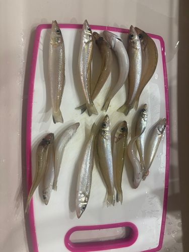 キスの釣果