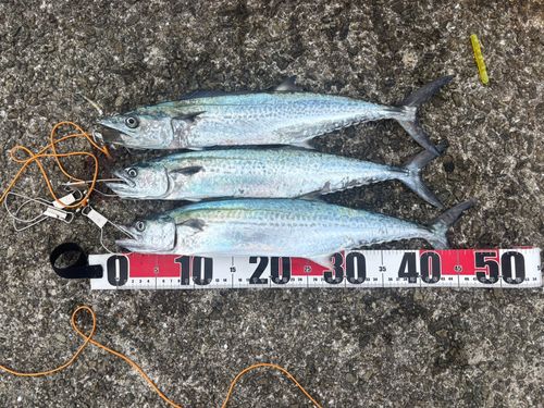 サゴシの釣果