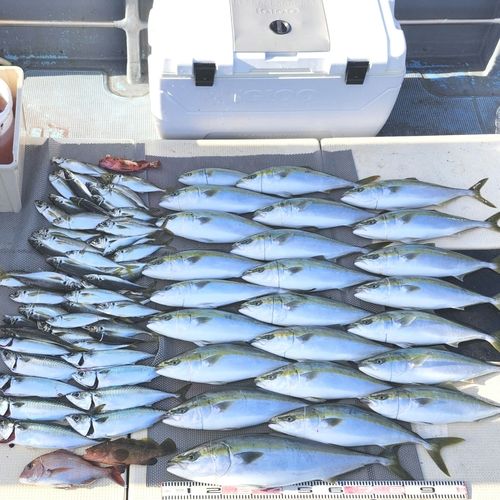 ブリの釣果