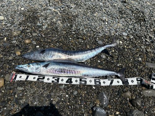カマスサワラの釣果