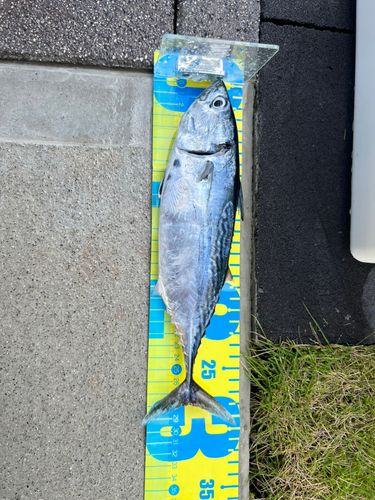 スマガツオの釣果