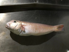 シロアマダイの釣果