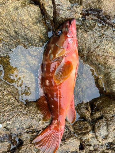アカハタの釣果