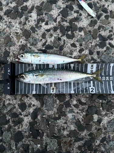 サバの釣果