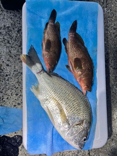 キビレの釣果