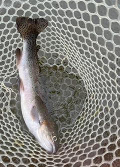 トラウトの釣果