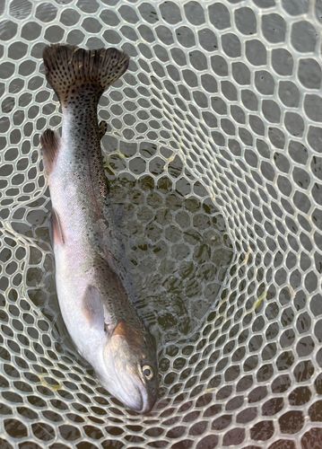トラウトの釣果