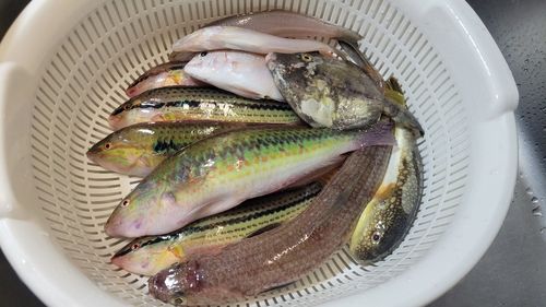 ベラの釣果