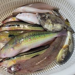 ベラ