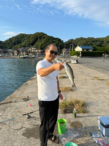 セイゴ（ヒラスズキ）の釣果