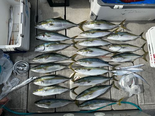 メジロの釣果