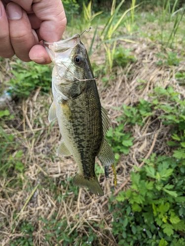 ラージマウスバスの釣果