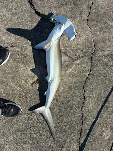 シュモクザメの釣果