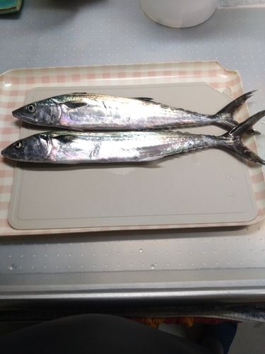 サゴシの釣果