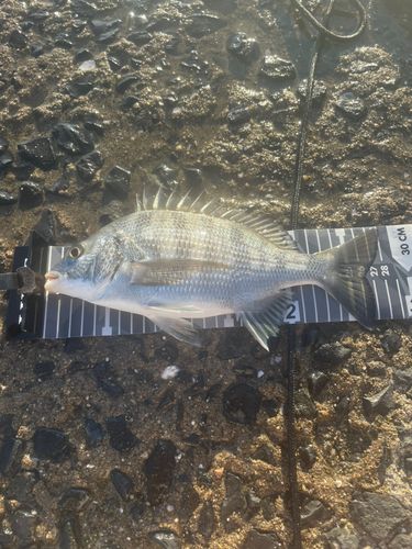 チヌの釣果