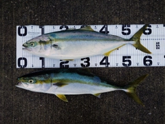 ワラサの釣果