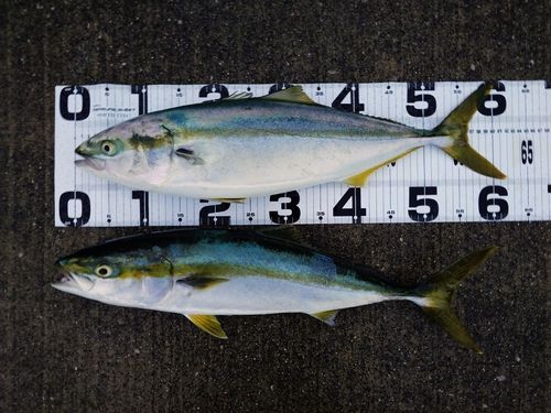 ワラサの釣果