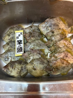 カワハギの釣果