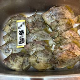 カワハギ