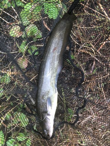 ナマズの釣果