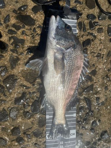 チヌの釣果