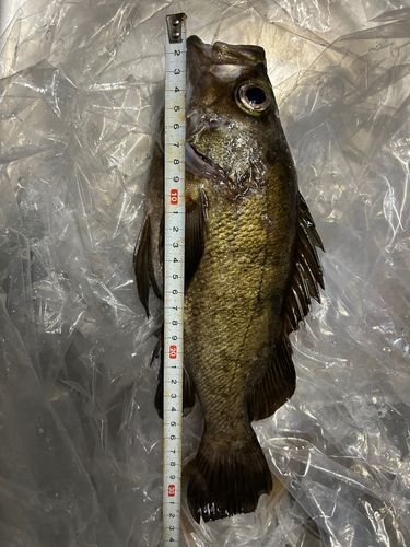 メバルの釣果
