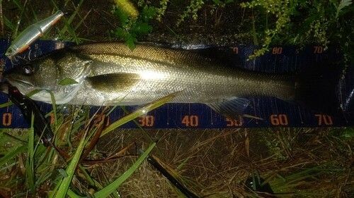 シーバスの釣果