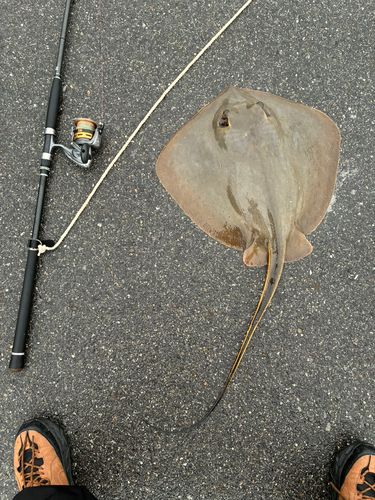 アカエイの釣果