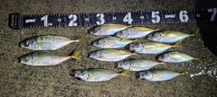 アジの釣果