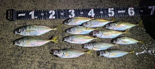 アジの釣果