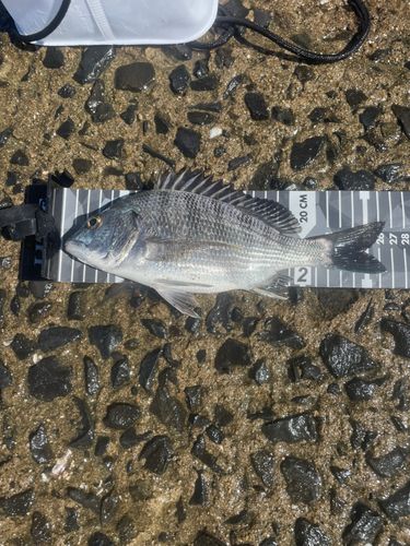 チヌの釣果