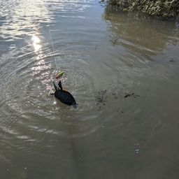 ラージマウスバス