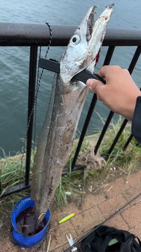 タチウオの釣果
