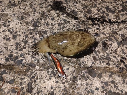 コウイカの釣果