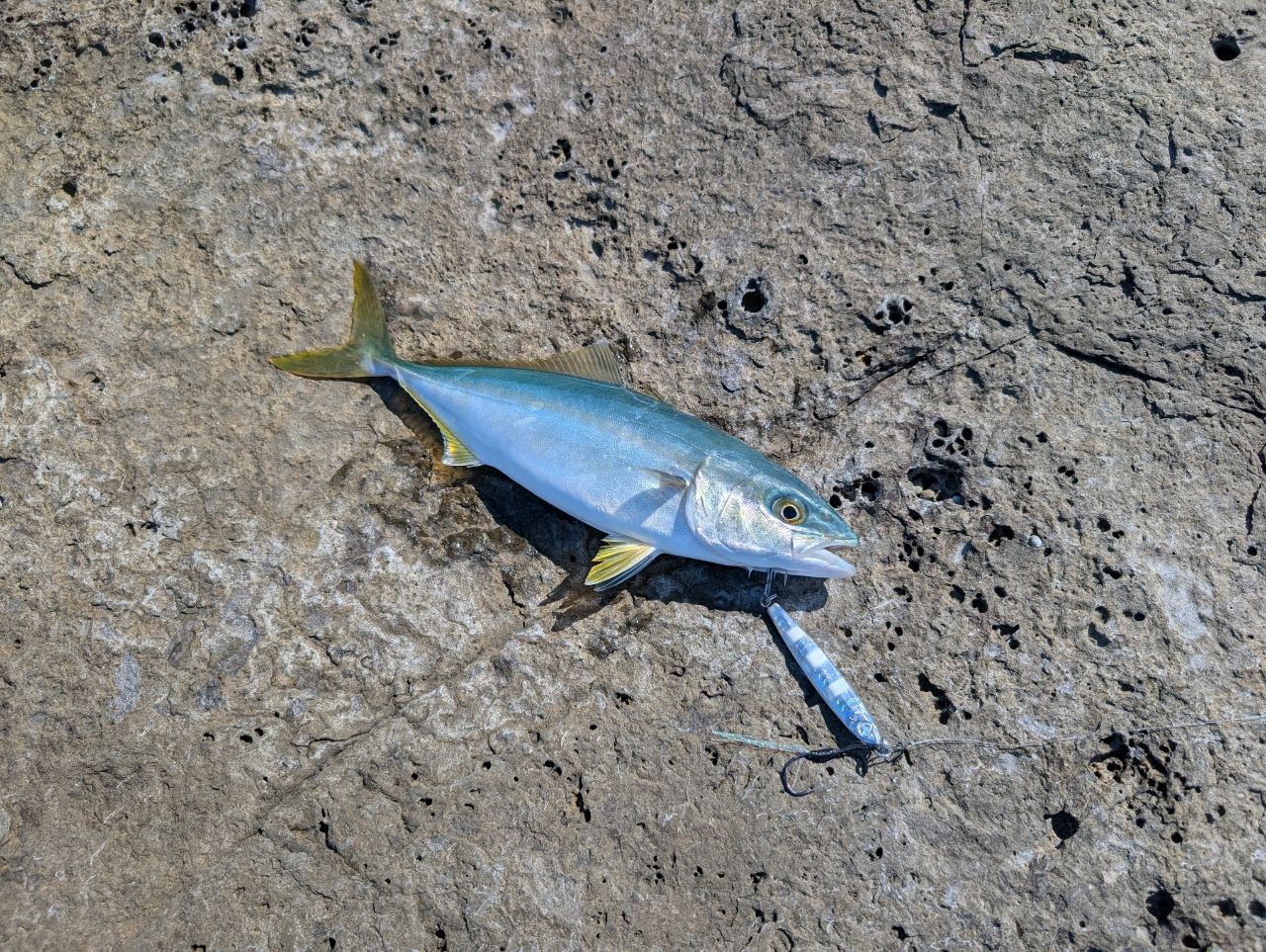 ツバス