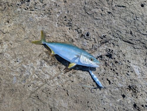 ツバスの釣果