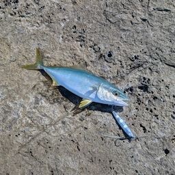 ツバス